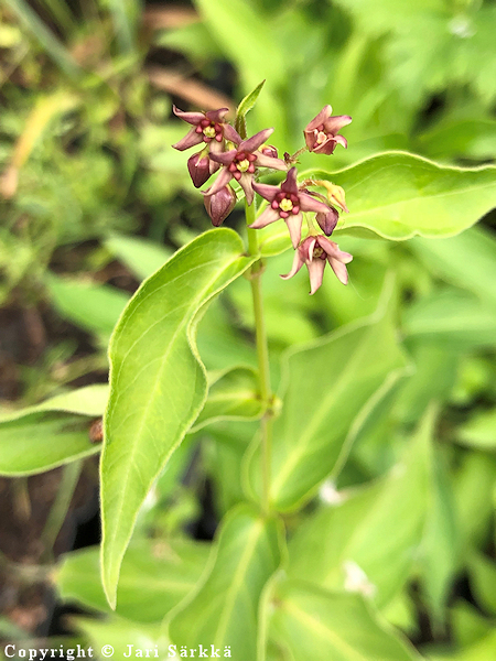 Vincetoxicum rossicum, venäjänkäärmeenpistonyrtti